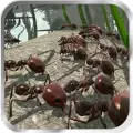 蚂蚁模拟器无限生命破解版(Ant Simulator 3D)