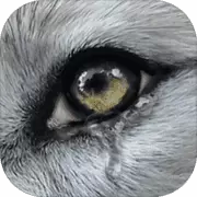 Wolf Online 2