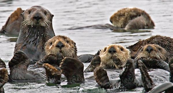 小鸡宝宝考考你，不仅会揉脸脸，还会胸口碎大石的萌物是