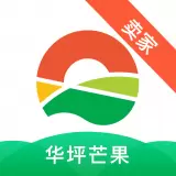 华坪芒果拍卖卖家