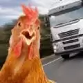 过路鸡步步惊心(ChickenSimulator)