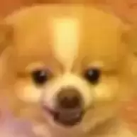 傻狗审判战2阶段