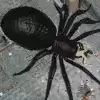 蜘蛛猎人3D