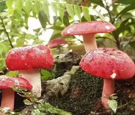 红伞伞白杆杆是什么梗