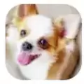吉娃娃模拟器