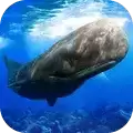 抹香鲸模拟器