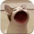 Pop cat meme