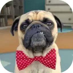 奔跑吧小狗狗免费