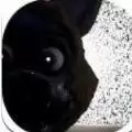 麦琪的五夜后宫重启