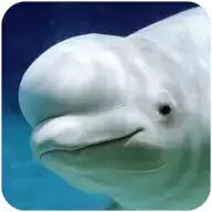 海洋大捕杀