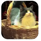 逃出华丽的红色房间