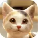 与我的猫咪