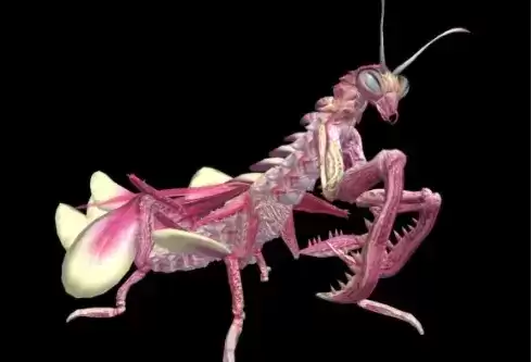 《妄想山海》万年嘉刀螳位置攻略