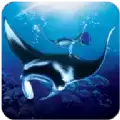 蝠鲼模拟器The Manta rays