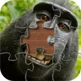 猴子拼图