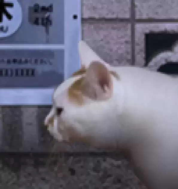 翌日猫之怪奇谭