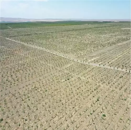 联合红树林保育联盟，益世界开启红树林养护公益项目