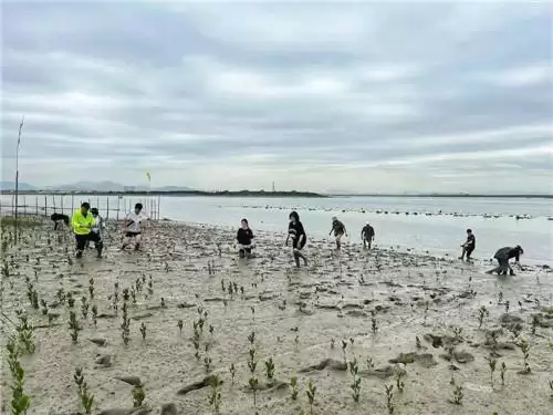 联合红树林保育联盟，益世界开启红树林养护公益项目
