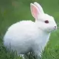 说话的兔子