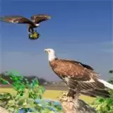 老鹰模拟