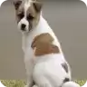 狗狗小