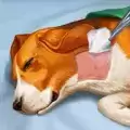 宠物救助模拟器