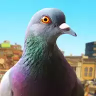 鸽子模拟器