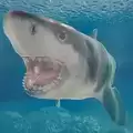 鲨鱼海洋