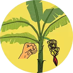 破坏热带植物
