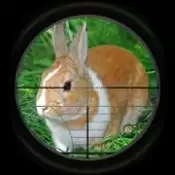 兔子狩猎3D