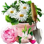 佛罗里达虚拟花园