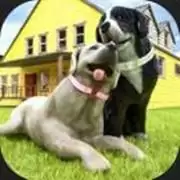 孕犬宠物护理:我的小狗