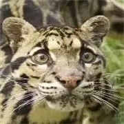 北极豹家族雪林模拟