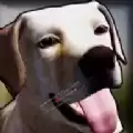 狗收容所模拟器