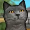猫舍模拟器3DCat Shelter Simulator 3D