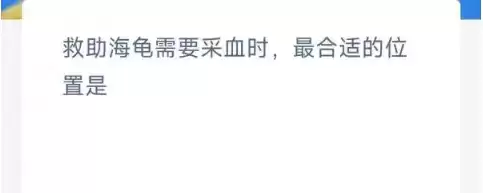 救助海龟需要采血时最合适的位置是