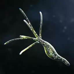 孢子的起源破解版