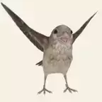 救救那小鸟