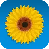 bloom