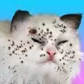 Cat Makeover