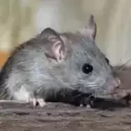 老鼠生存模拟器