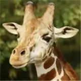 沙雕长颈鹿模拟器