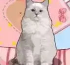 解压收纳神器汉化