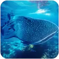 海底鲸鱼模拟器