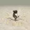 拳击格斗大师