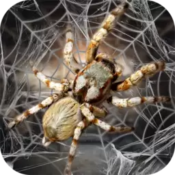 蜘蛛模拟生存