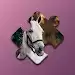 马狂热拼图(Horses Mania Jigsaw Puzzles)