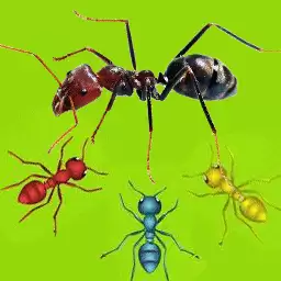 蚂蚁向前冲安装