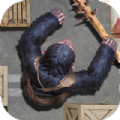 Ape Inshadow