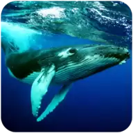 座头鲸模拟器